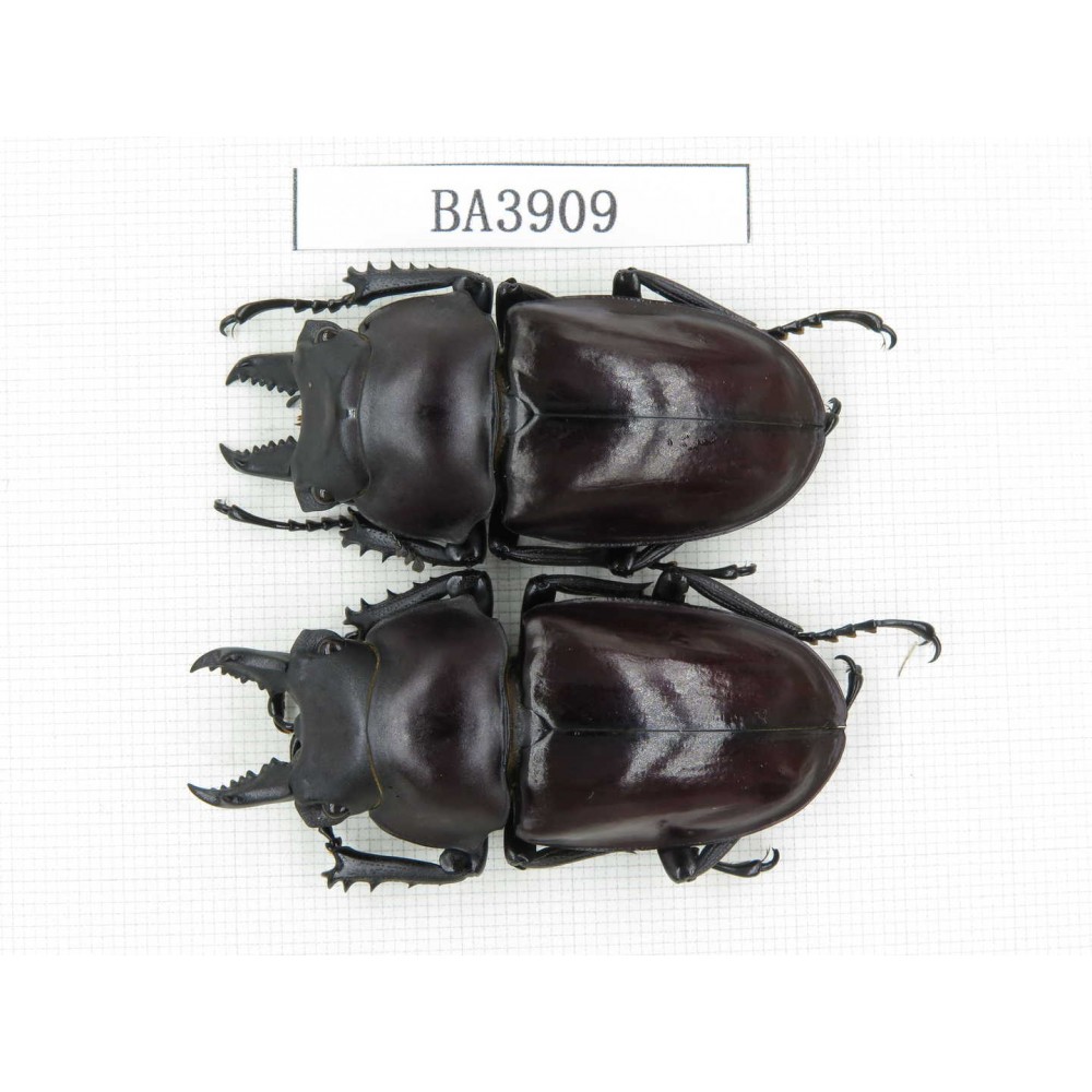 Neolucanus sp. China, Guizhou, Qiandongnan, Mt.Miaoling. 2M. BA3909.