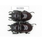 Neolucanus sp. China, Guizhou, Qiandongnan, Mt.Miaoling. 2M. BA3909.