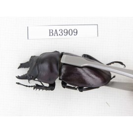 Neolucanus sp. China, Guizhou, Qiandongnan, Mt.Miaoling. 2M. BA3909.