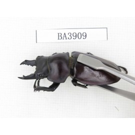 Neolucanus sp. China, Guizhou, Qiandongnan, Mt.Miaoling. 2M. BA3909.