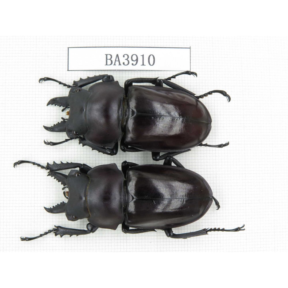Neolucanus sp. China, Guizhou, Qiandongnan, Mt.Miaoling. 2M. BA3910.