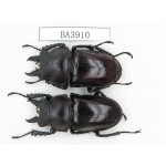 Neolucanus sp. China, Guizhou, Qiandongnan, Mt.Miaoling. 2M. BA3910.
