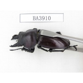 Neolucanus sp. China, Guizhou, Qiandongnan, Mt.Miaoling. 2M. BA3910.