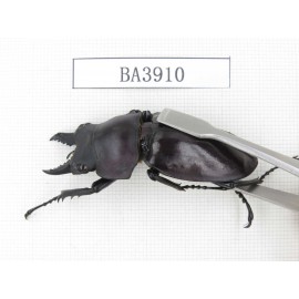 Neolucanus sp. China, Guizhou, Qiandongnan, Mt.Miaoling. 2M. BA3910.