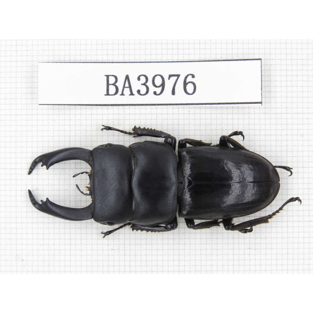 Dorcus sp. Myanmar, Kechin, Nanse. 1M. BA3976.