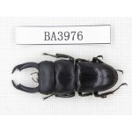 Dorcus sp. Myanmar, Kechin, Nanse. 1M. BA3976.