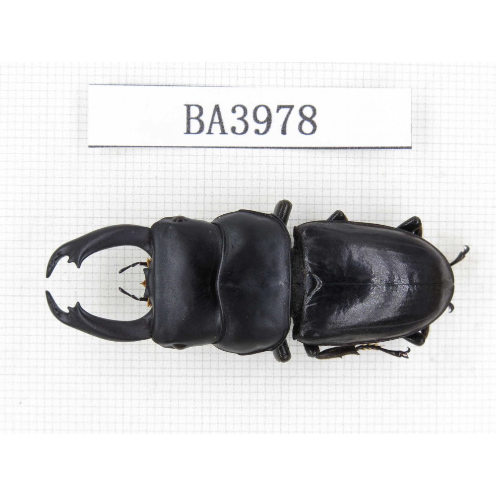 Dorcus sp. Myanmar, Kechin, Nanse. 1M. BA3978.
