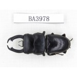 Dorcus sp. Myanmar, Kechin, Nanse. 1M. BA3978.