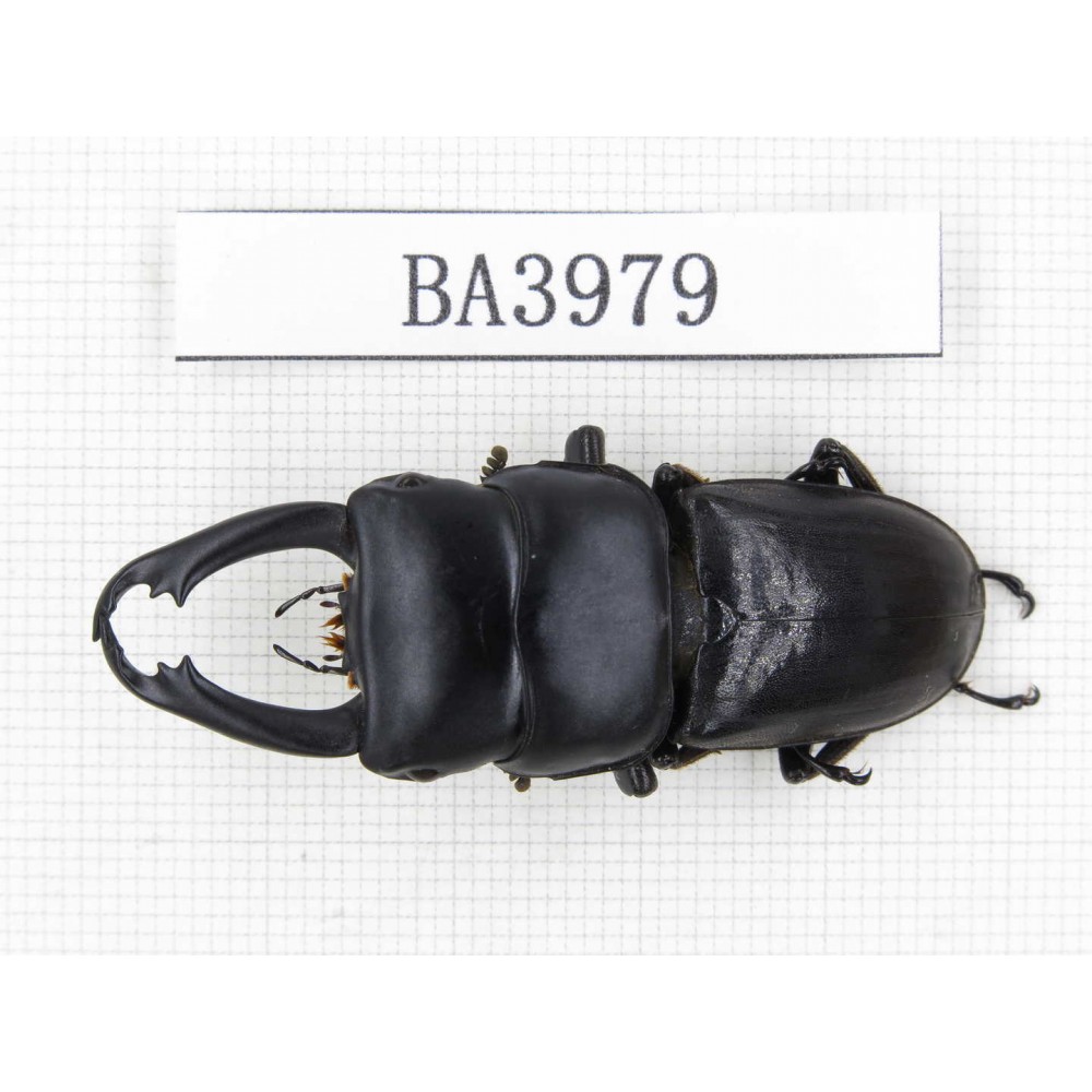 Dorcus sp. Myanmar, Kechin, Nanse. 1M. BA3979.
