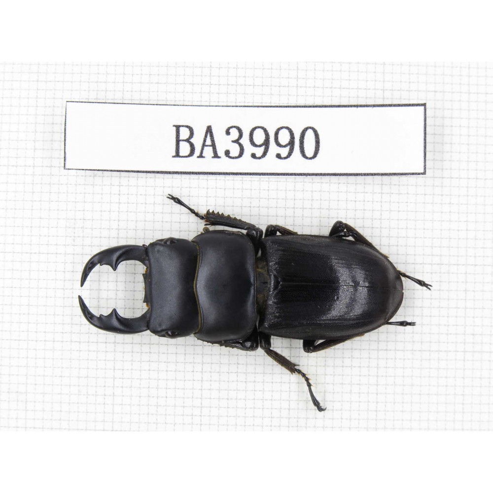 Dorcus sp. Myanmar, Kechin, Nanse. 1M. BA3990.