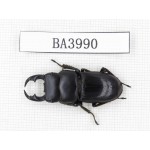 Dorcus sp. Myanmar, Kechin, Nanse. 1M. BA3990.