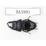 Dorcus sp. Myanmar, Kechin, Nanse. 1M. BA3991.