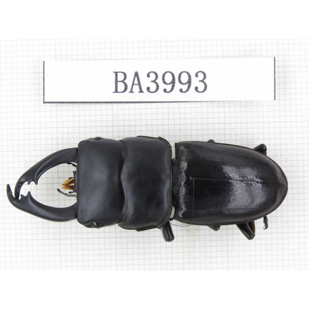 Dorcus sp. Myanmar, Kechin, Nanse. 1M. BA3993.
