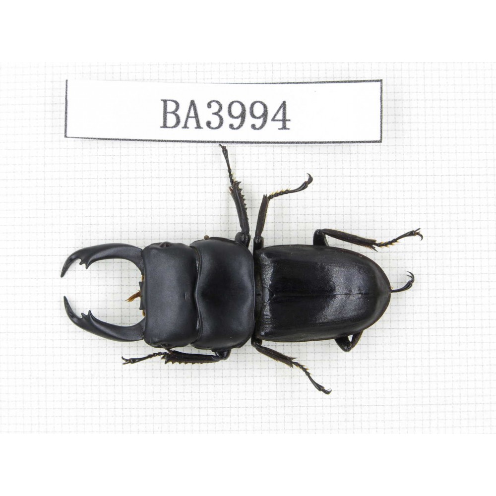 Dorcus sp. Myanmar, Kechin, Nanse. 1M. BA3994.