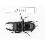 Dorcus sp. Myanmar, Kechin, Nanse. 1M. BA3994.
