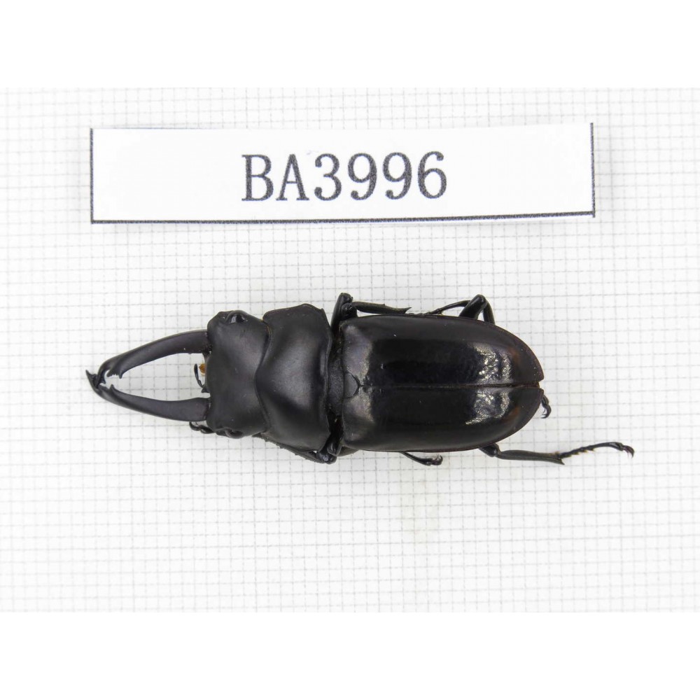 Dorcus sp. Myanmar, Kechin, Nanse. 1M. BA3996.