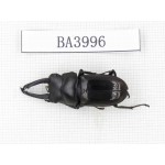 Dorcus sp. Myanmar, Kechin, Nanse. 1M. BA3996.