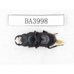 Dorcus sp. Myanmar, Kechin, Nanse. 1M. BA3998.