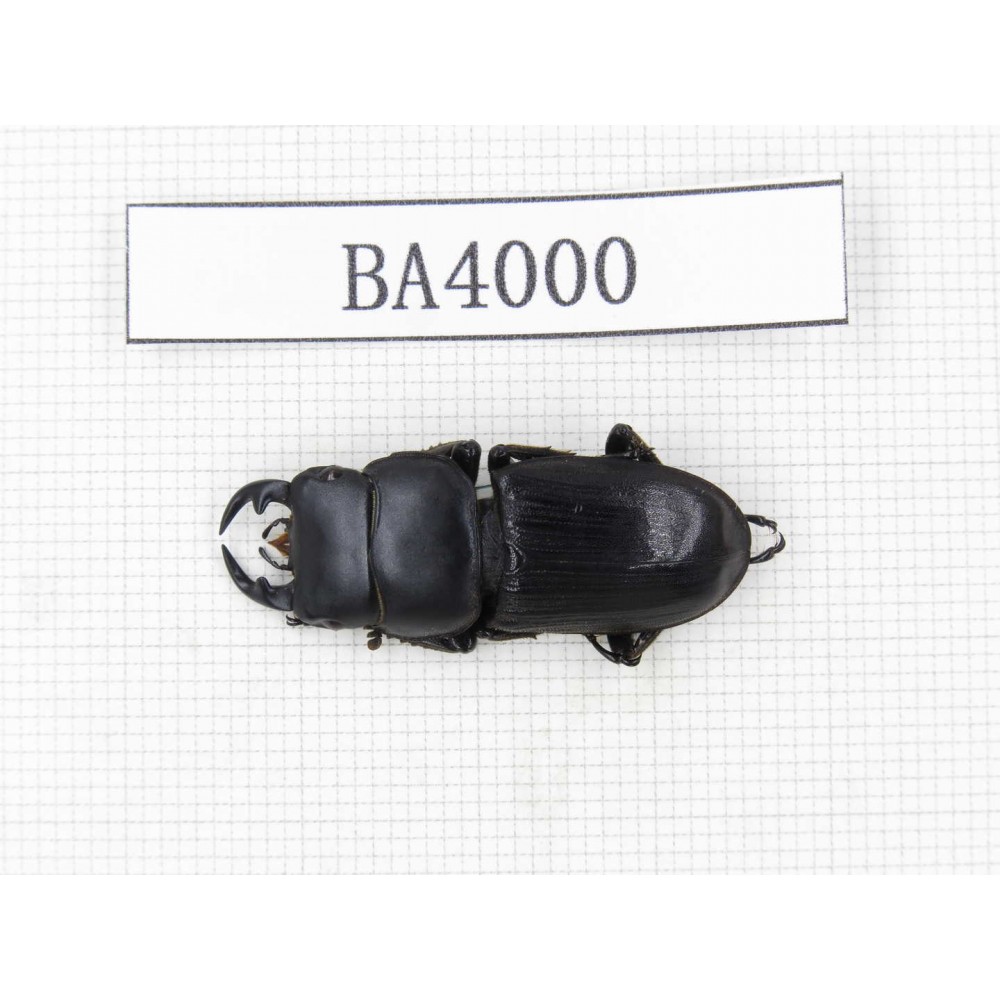 Dorcus sp. Myanmar, Kechin, Nanse. 1M. BA4000.