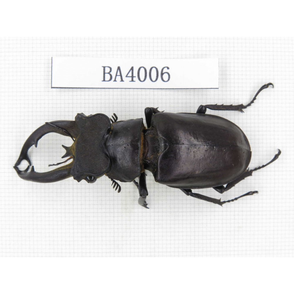 Lucanus fryi. Myanmar, Kechin, Nanse. 1M. BA4006.