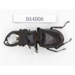 Lucanus fryi. Myanmar, Kechin, Nanse. 1M. BA4006.
