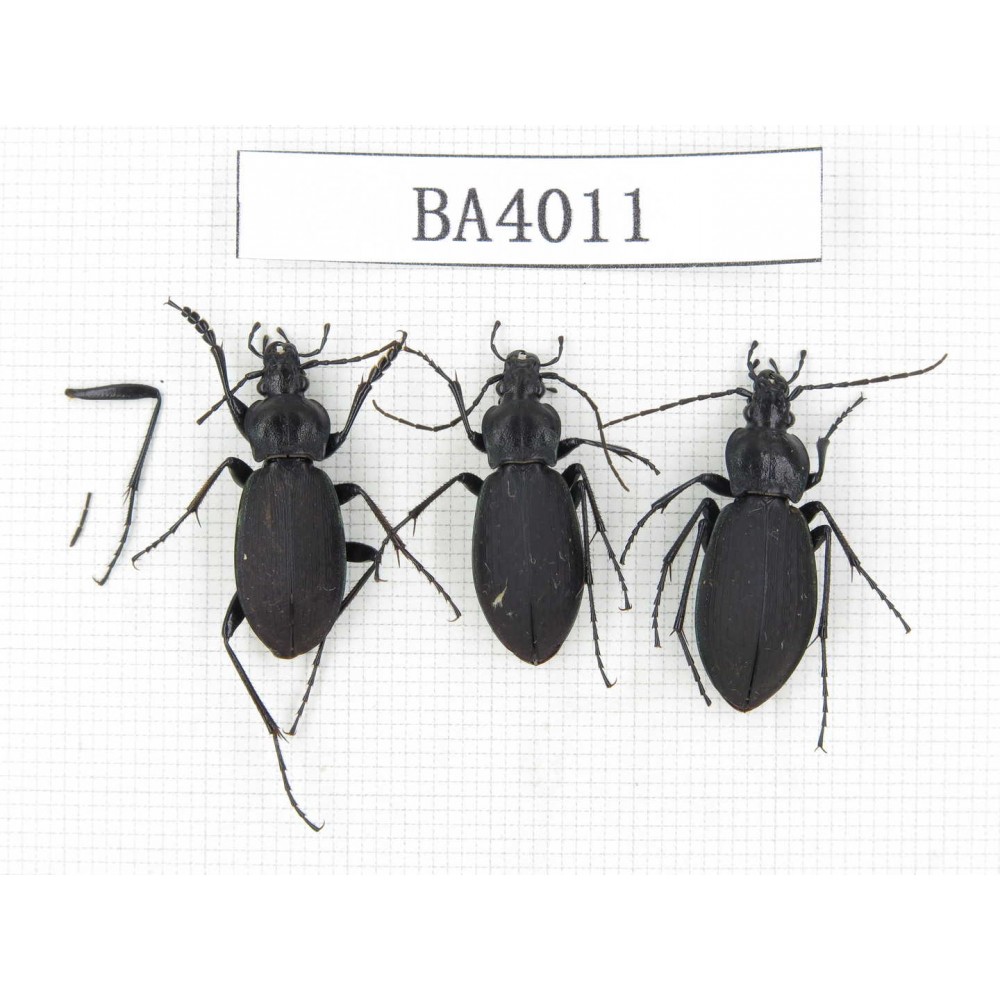 Carabidae sp. China, Heilongjiang, Mudanjiang. 3Pcs. BA4011.