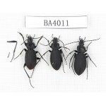 Carabidae sp. China, Heilongjiang, Mudanjiang. 3Pcs. BA4011.