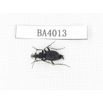 Carabidae sp. China, Yunnan, Xiangerila, Mt.Daxueshan. 1Pcs. BA4013.