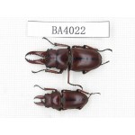 Prosopocoilus sp.  China, Yunnan, Dehong, Longchuan county. 2M. BA4022.