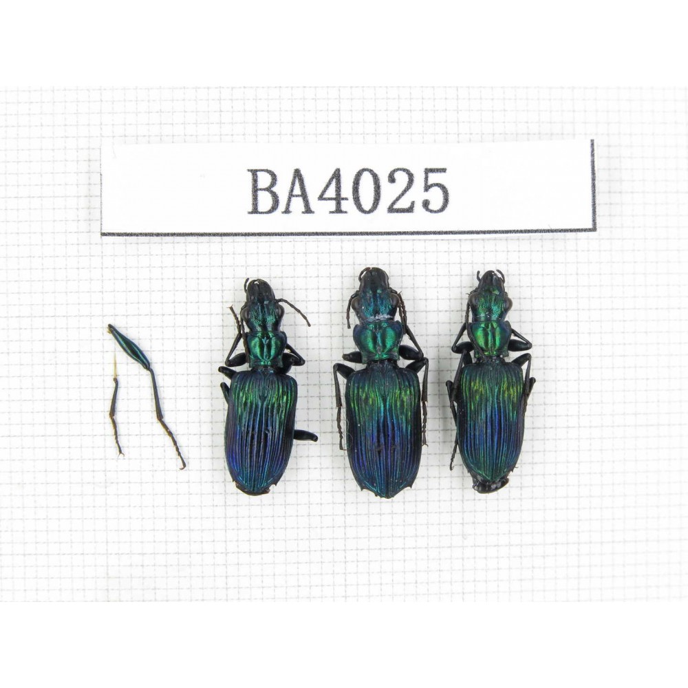 Carabidae sp. China, Yunnan, Dehong, Longchuan county. 3Pcs. BA4025.