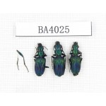 Carabidae sp. China, Yunnan, Dehong, Longchuan county. 3Pcs. BA4025.