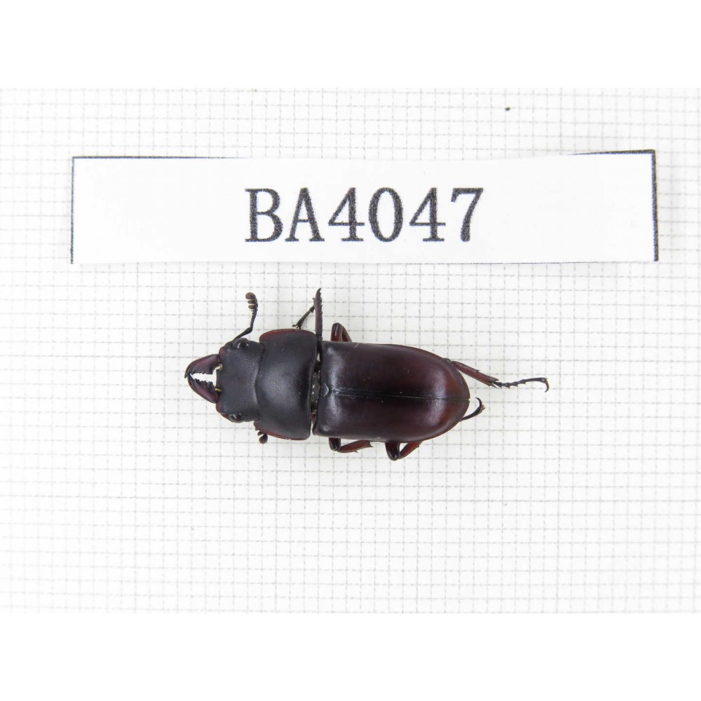 Dorcus sp. China, Guangdong, Mt.Nanling. 1M. BA4047.
