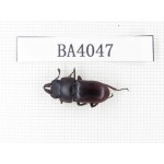 Dorcus sp. China, Guangdong, Mt.Nanling. 1M. BA4047.
