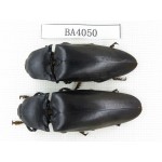 Elateridae sp. China, Guangdong, Mt.Nanling. 2Pcs. BA4050.