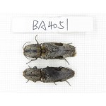 Elateridae sp. China, Guangdong, Mt.Nanling. 2Pcs. BA4051.