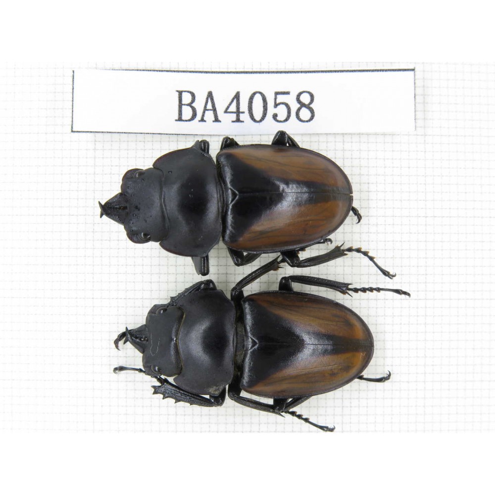 Neolucanus sp. China, Yunnan, Pingbian county, Mt.Daweishan. 2M. BA4058.