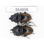 Neolucanus sp. China, Yunnan, Pingbian county, Mt.Daweishan. 2M. BA4058.