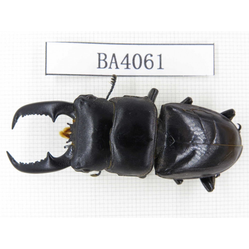 Dorcus sp. China, Yunnan, Pingbian county, Mt.Daweishan. 1M. BA4061.