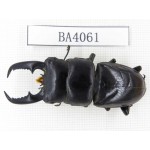 Dorcus sp. China, Yunnan, Pingbian county, Mt.Daweishan. 1M. BA4061.