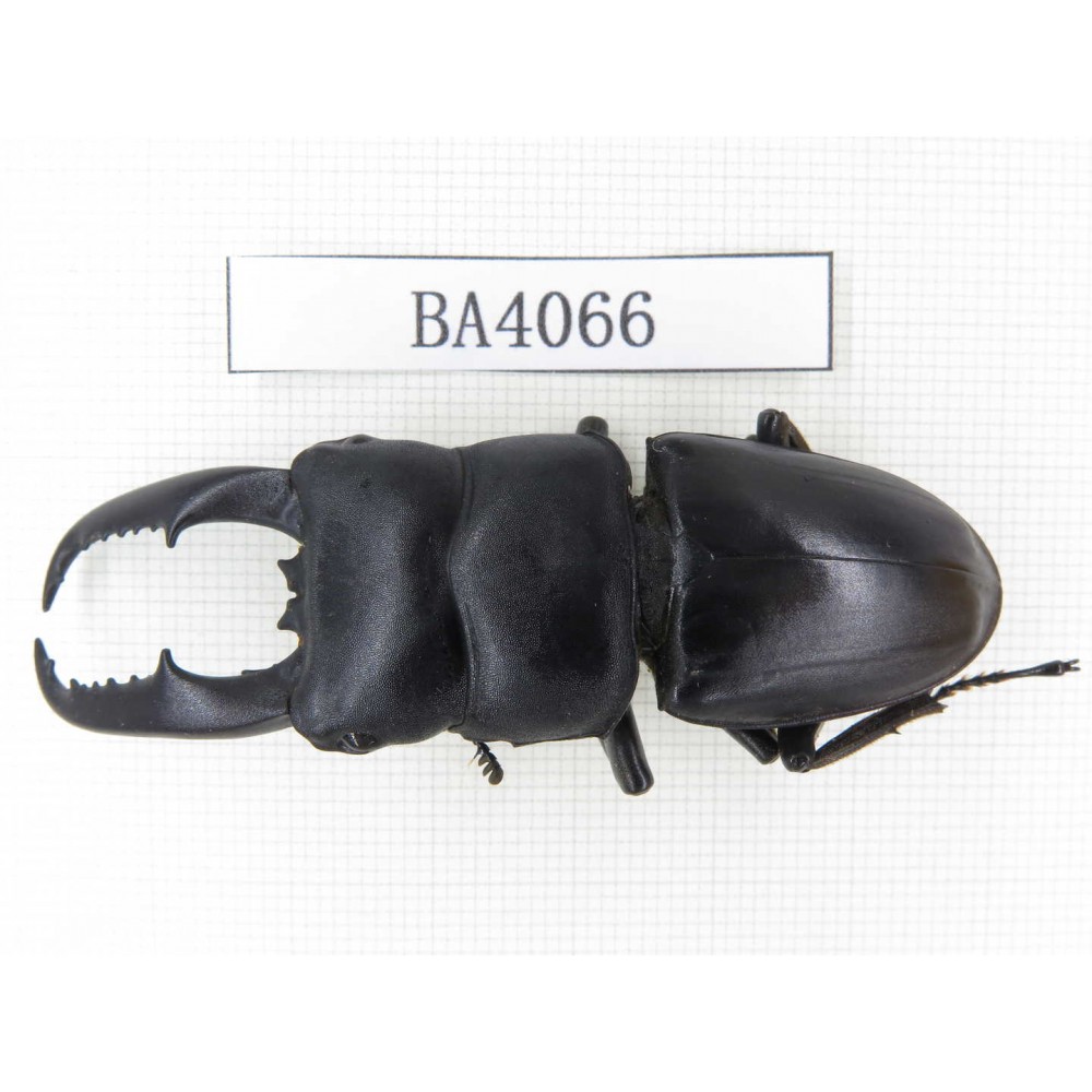 Dorcus titanus ssp. China, Guizhou, Qiandongnan, Taijiang county. 1M. BA4066.