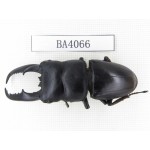 Dorcus titanus ssp. China, Guizhou, Qiandongnan, Taijiang county. 1M. BA4066.