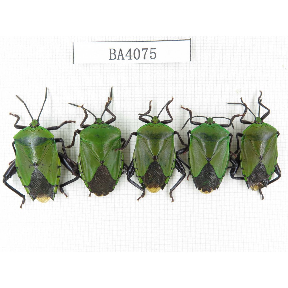 Hemiptera sp. China, Yunnan, Nujiang, N of Mt.Biluoxueshan. 5Pcs. BA4075.