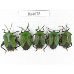 Hemiptera sp. China, Yunnan, Nujiang, N of Mt.Biluoxueshan. 5Pcs. BA4075.