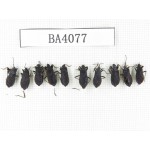 Hemiptera sp. China, Yunnan, Nujiang, N of Mt.Biluoxueshan. 10Pcs. BA4077.