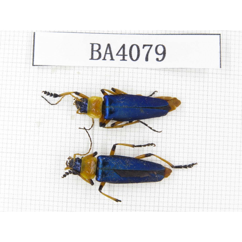 Coleoptera sp. China, Yunnan, Nujiang, N of Mt.Biluoxueshan. 2Pcs. BA4079.