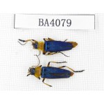 Coleoptera sp. China, Yunnan, Nujiang, N of Mt.Biluoxueshan. 2Pcs. BA4079.