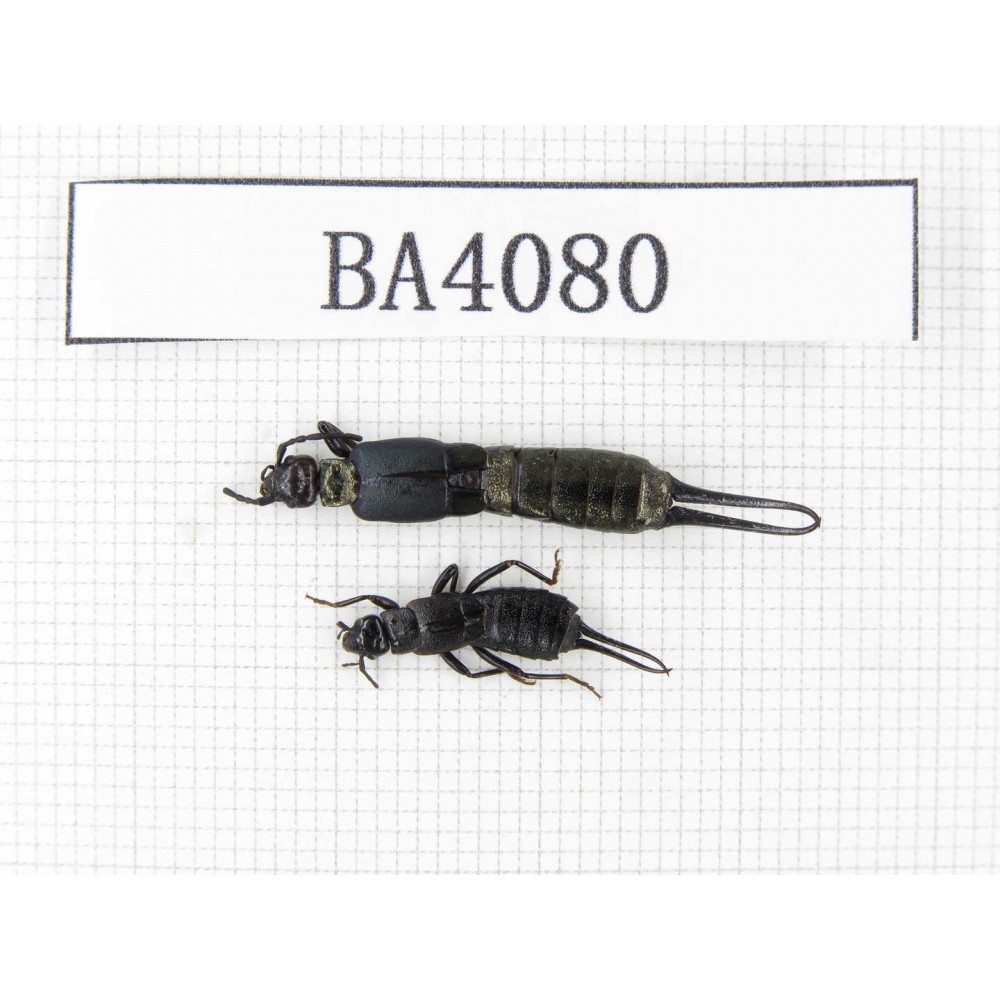 Dermaptera sp. China, Yunnan, Nujiang, N of Mt.Biluoxueshan. 2Pcs. BA4080.