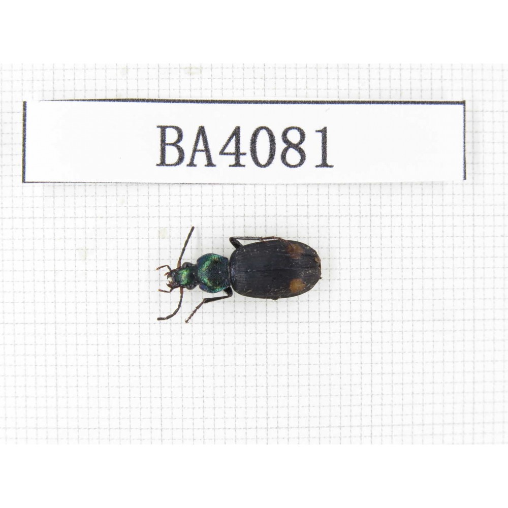 Carabidae sp. China, Yunnan, Nujiang, N of Mt.Biluoxueshan. 1Pcs. BA4081.