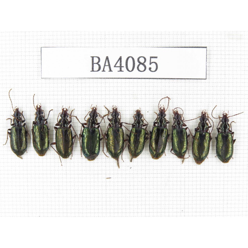 Carabidae sp. China, Yunnan, Nujiang, N of Mt.Biluoxueshan. 10Pcs. BA4085.