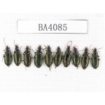 Carabidae sp. China, Yunnan, Nujiang, N of Mt.Biluoxueshan. 10Pcs. BA4085.